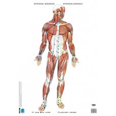 FASCIAL MANIPULATION POSTERS (ΣΕΤ ΤΩΝ 3) FIRST LEVEL