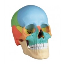OSTEOPATHETIC SKULL MODEL, 22 PART, DIDACTICAL VERSION