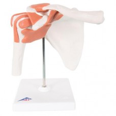 A80 FUNCTIONAL SHOULDER JOINT
