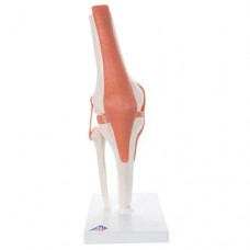 A82 FUNCTIONAL KNEE JOINT