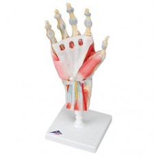 M33/1 HAND SKELETON MODEL WITH LIGAMENTS AND MUSCLES