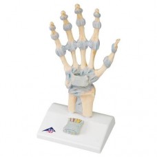 M33 HAND SKELETON MODEL WITH LIGAMENTS AND CARPAL TUNNEL