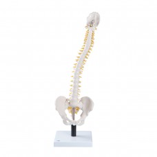 VB84 Flexible Spine Model with Soft Intervertebral Disks