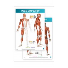 FASCIAL MANIPULATION ® 2nd Level Poster